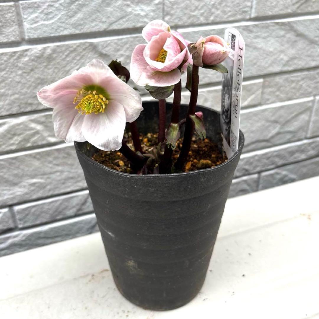 2 広瀬園芸 ピンクニゲル クリスマスローズ - メルカリ