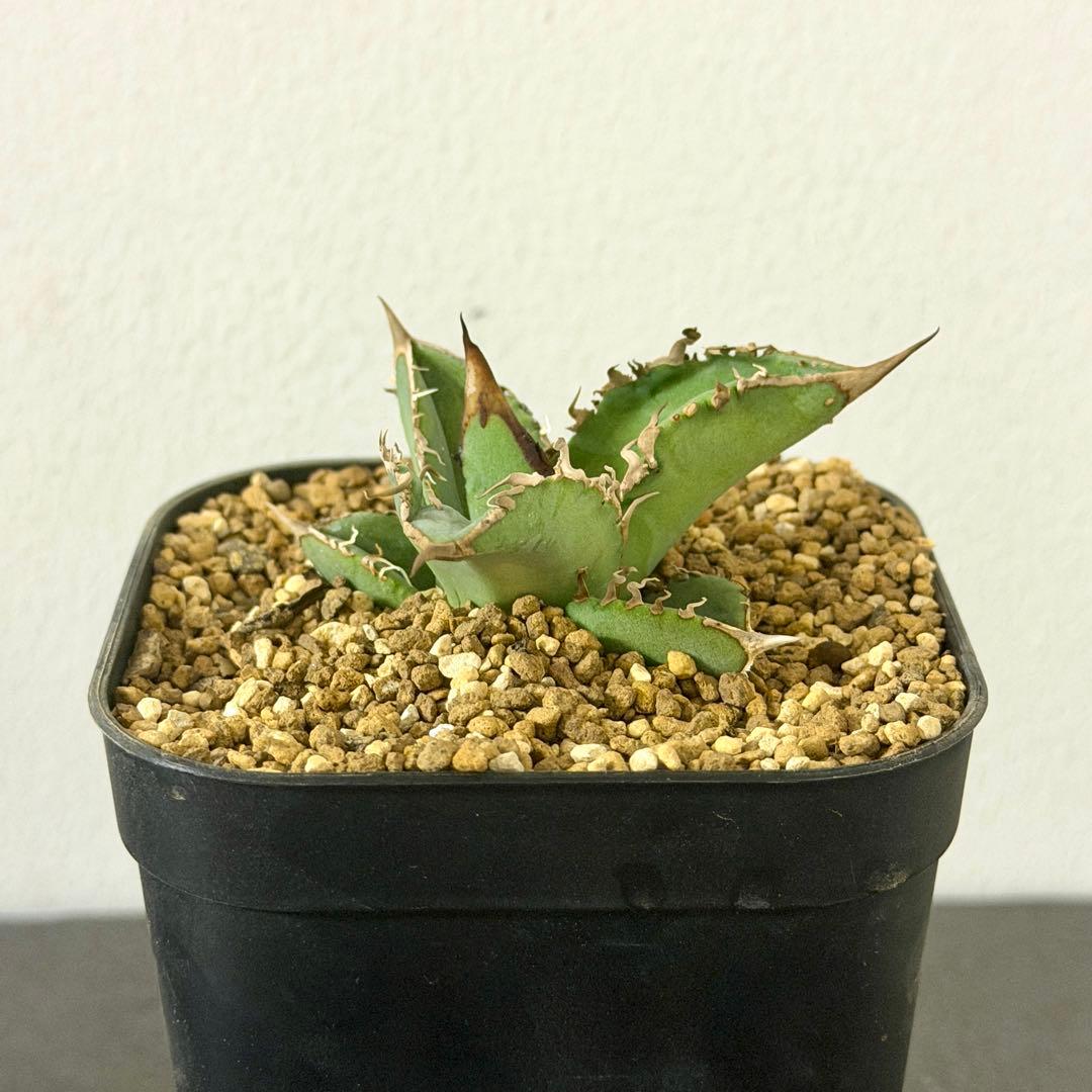 アガベ Mesmerizing Spines-NB ブツブツ 毒刺（子株）