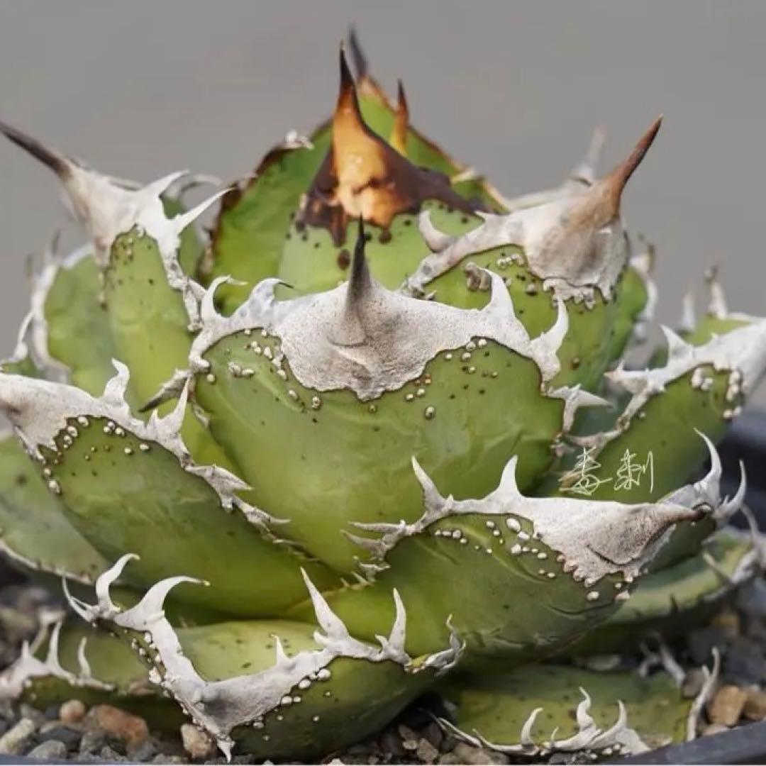 アガベ Mesmerizing Spines-NB ブツブツ 毒刺（子株）