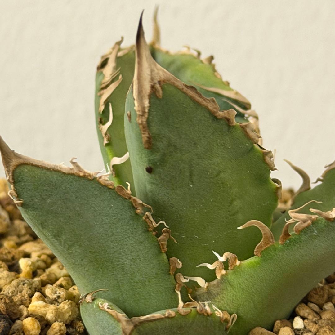 アガベ Mesmerizing Spines-NB ブツブツ 毒刺（子株）