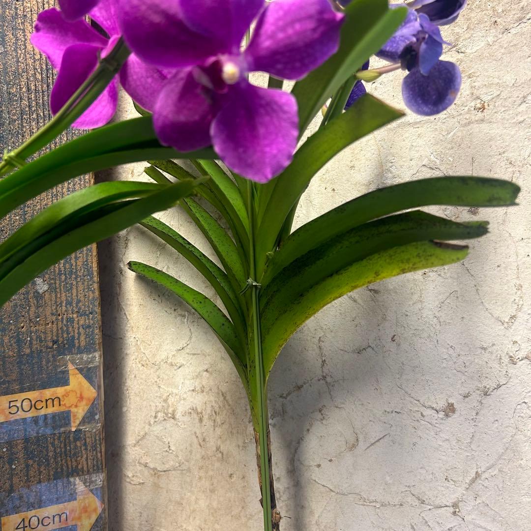 洋蘭 バンダ 4種4株 ハンギング - メルカリ