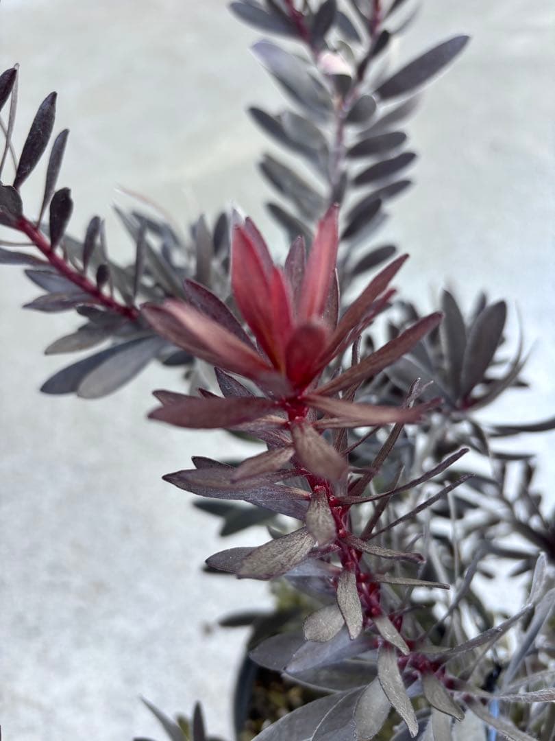 リューカデンドロン　デュリフ　2