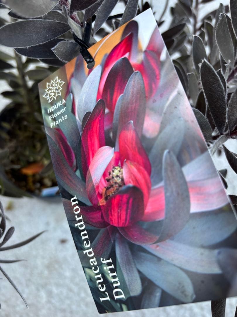 リューカデンドロン　デュリフ　2