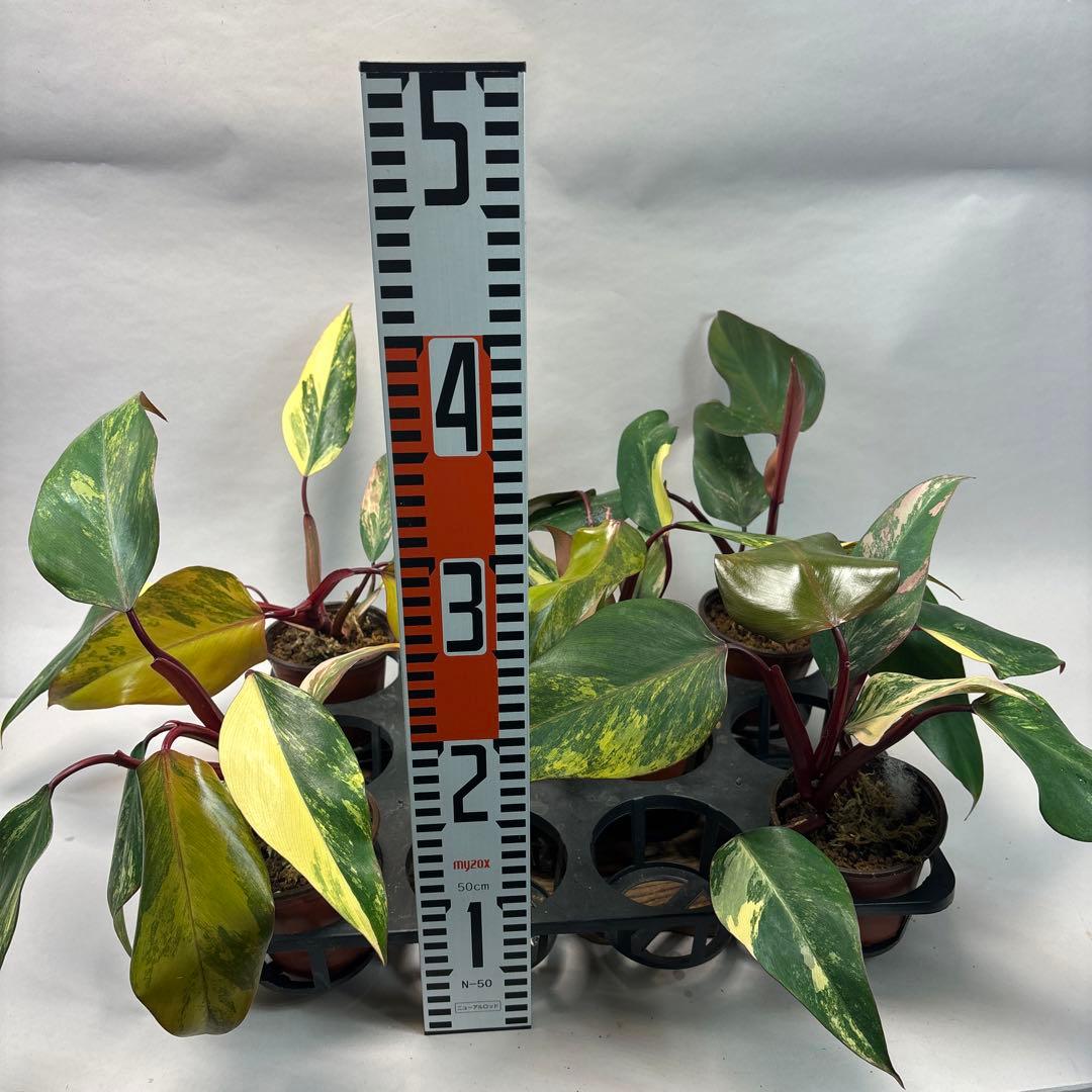 5株セットms140フィロデンドロン ストロベリー シェイク