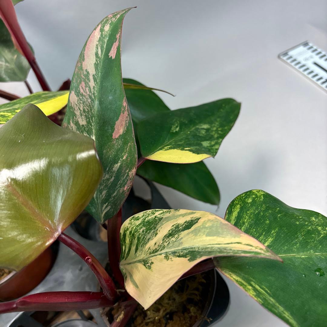 5株セットms140フィロデンドロン ストロベリー シェイク