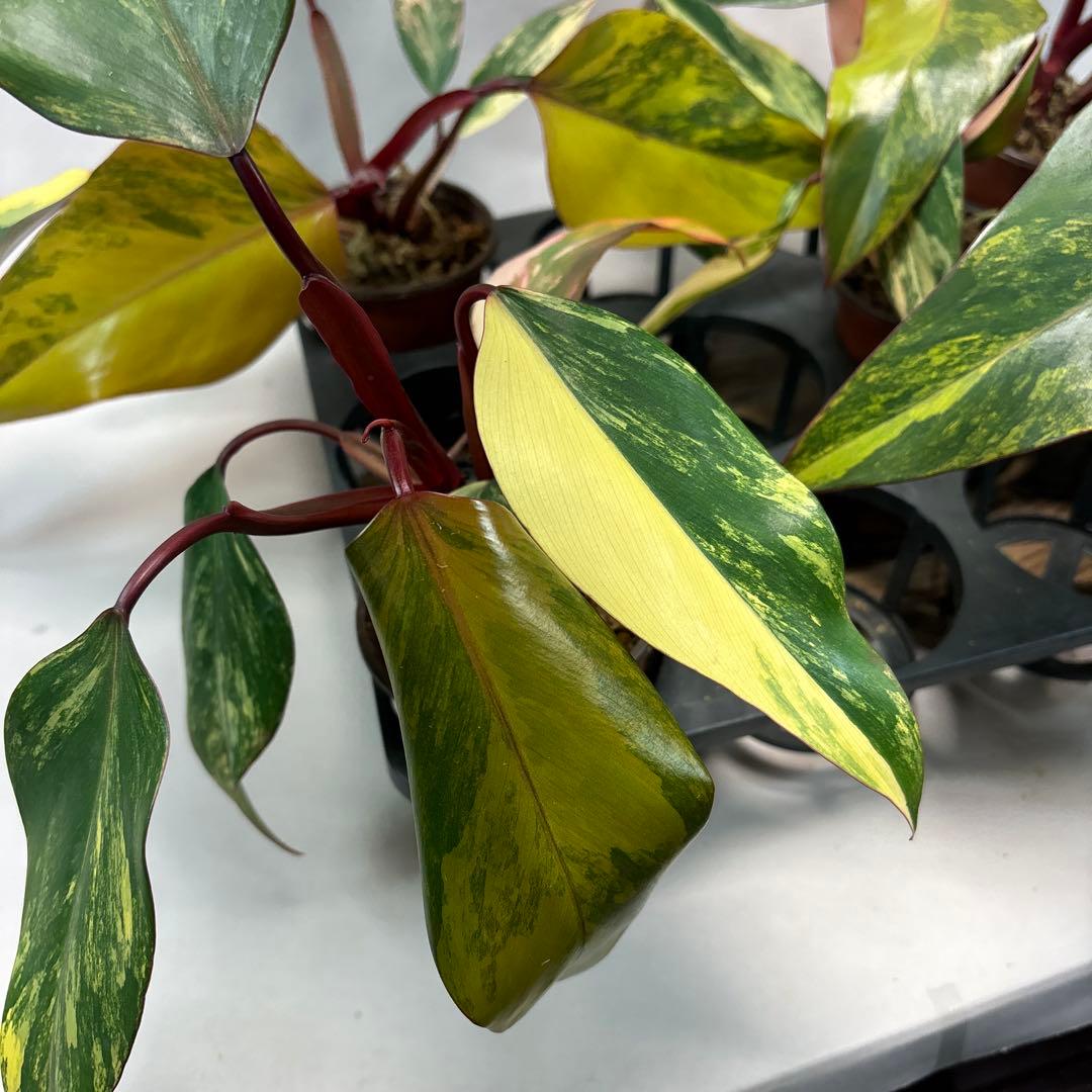 5株セットms140フィロデンドロン ストロベリー シェイク