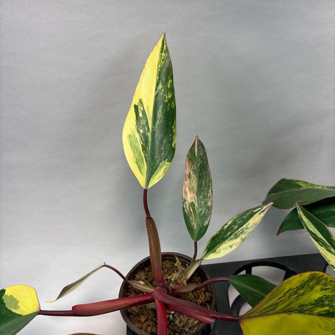 5株セットms140フィロデンドロン ストロベリー シェイク