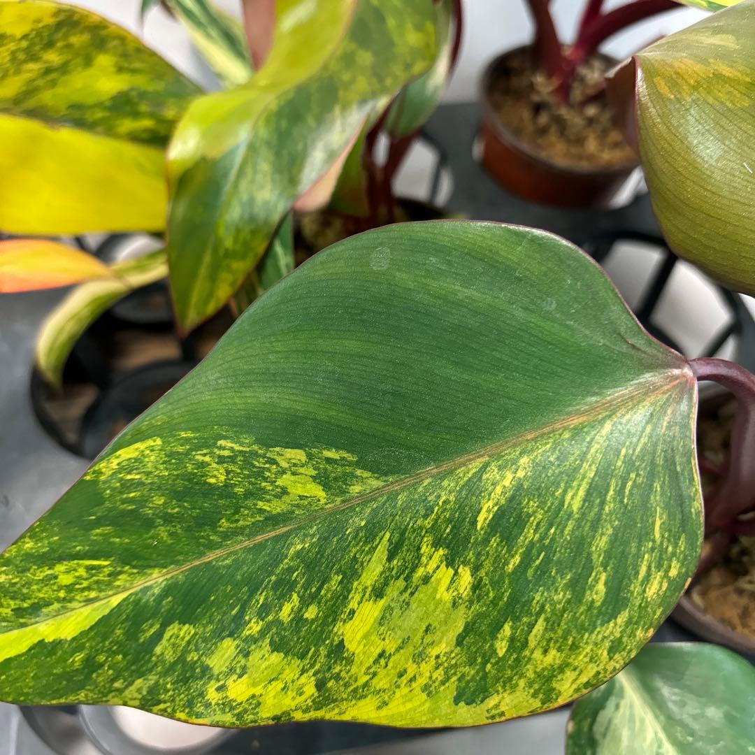 5株セットms140フィロデンドロン ストロベリー シェイク