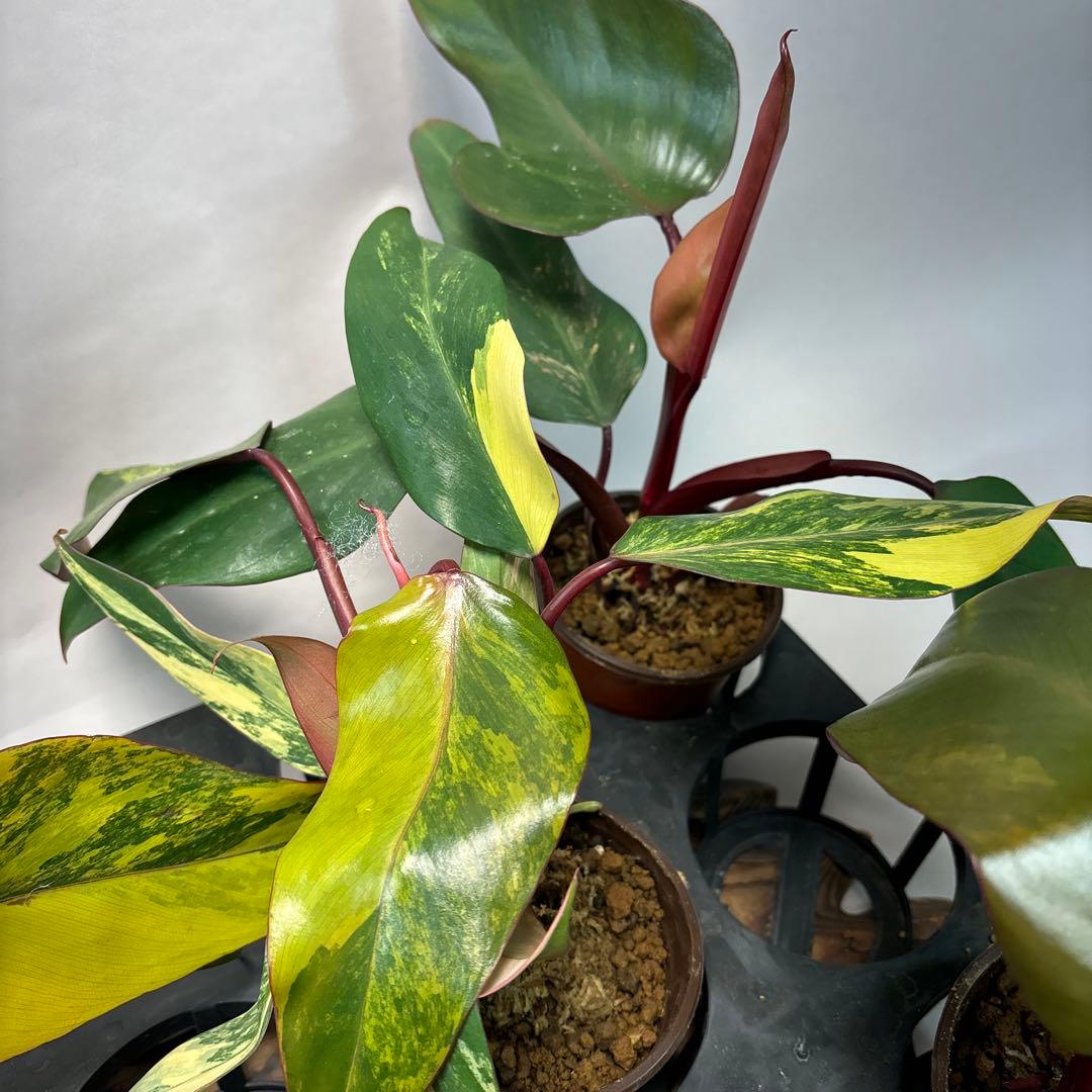 5株セットms140フィロデンドロン ストロベリー シェイク