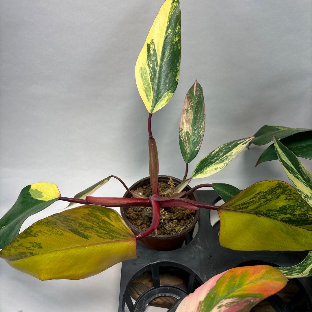 5株セットms140フィロデンドロン ストロベリー シェイク