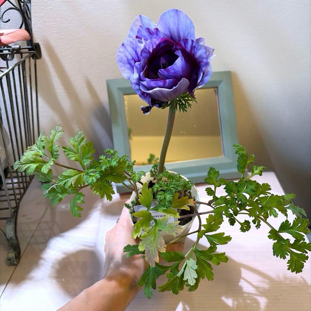 【レア】【一重咲き】アネモネ　ミストラル　ティグレワイン　ポット苗《2/11》❷