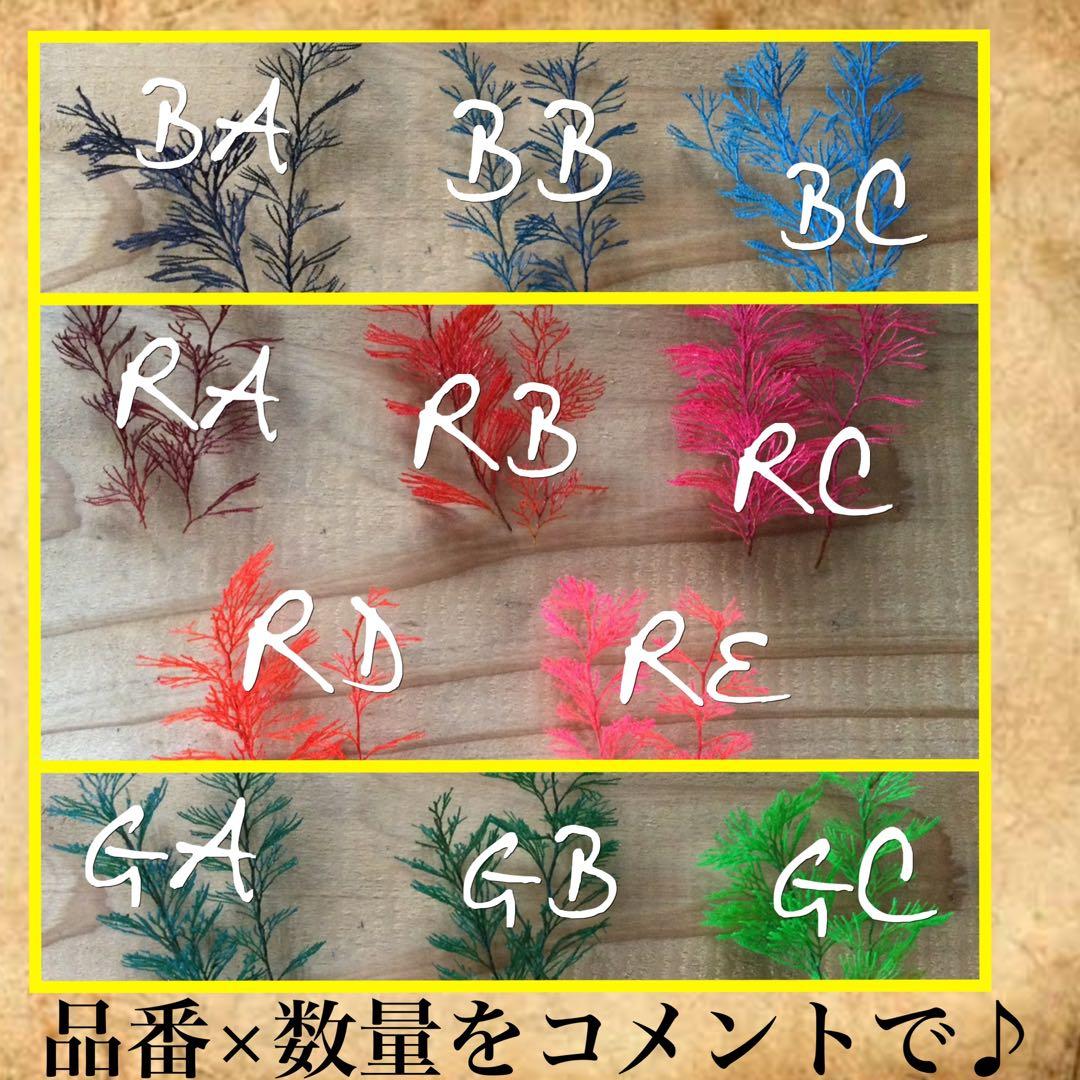 琉球*海花のたね　カラー エアファーン　2025