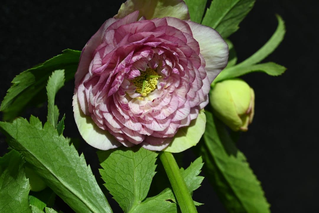 クリスマスローズ　認定アフロディーテグラデーション　加藤農園