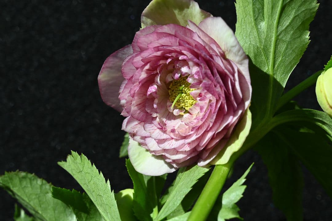 クリスマスローズ　認定アフロディーテグラデーション　加藤農園