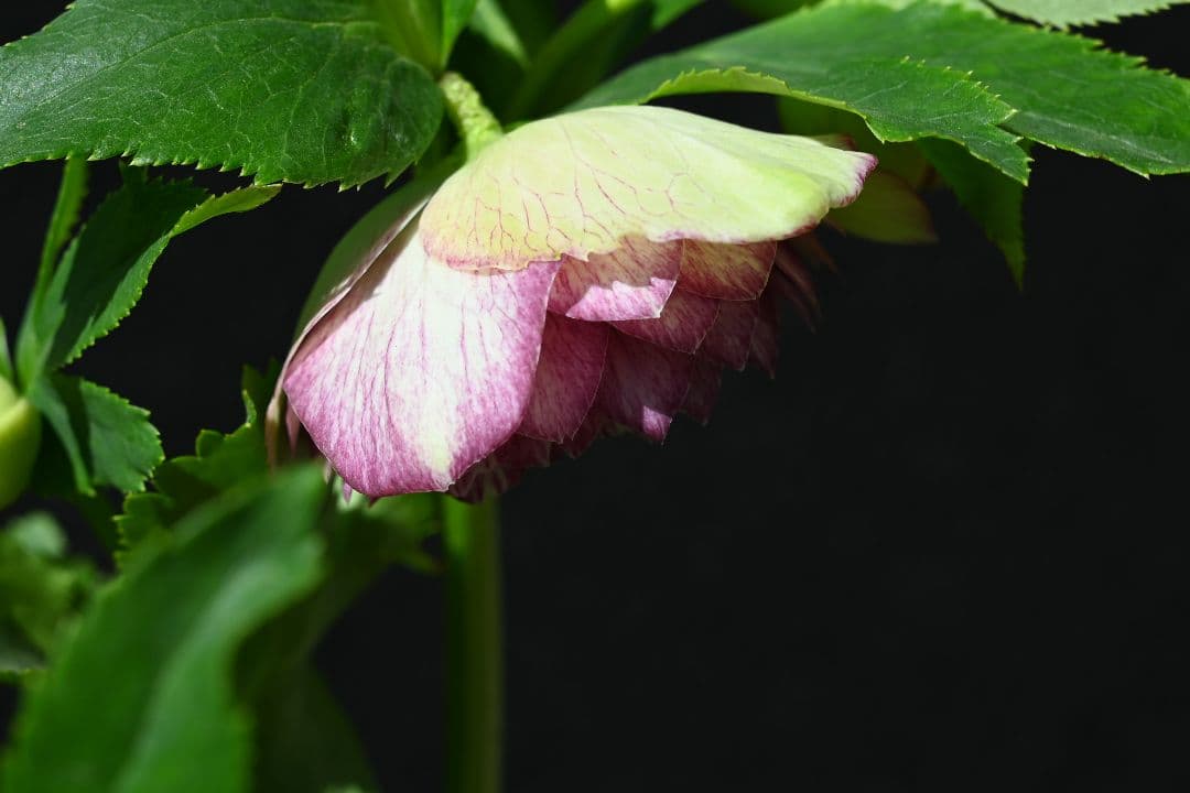 クリスマスローズ　認定アフロディーテグラデーション　加藤農園