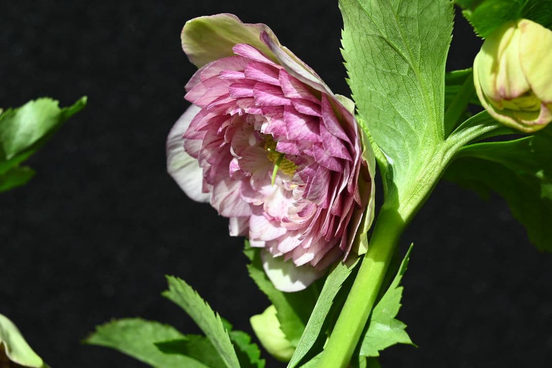 クリスマスローズ　認定アフロディーテグラデーション　加藤農園