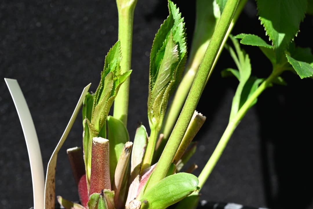 クリスマスローズ　認定アフロディーテグラデーション　加藤農園