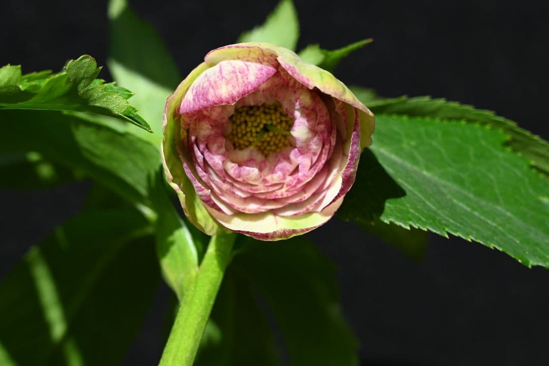 クリスマスローズ　認定アフロディーテグラデーション　加藤農園