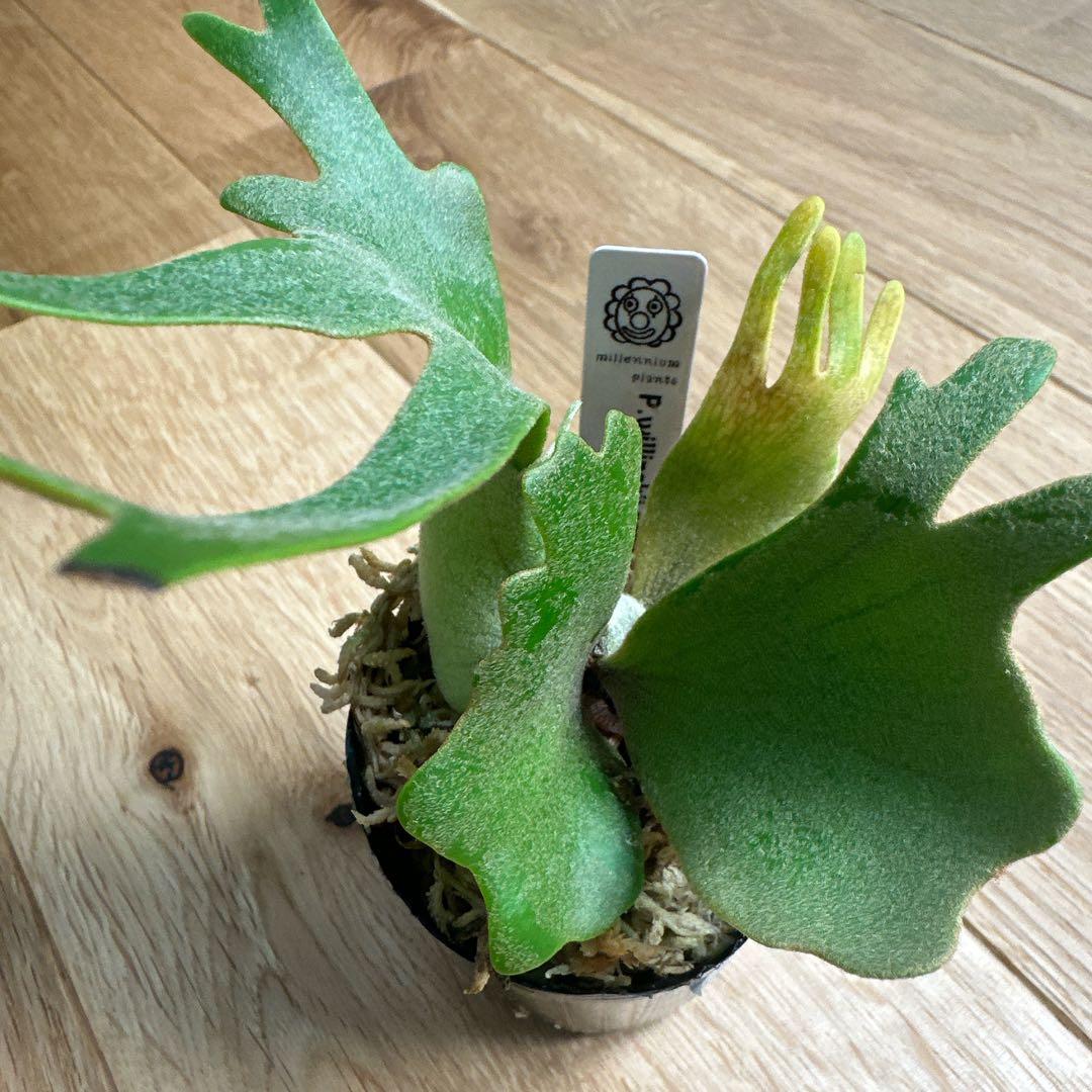 ビカクシダ P.willinckii nano spore スポア 胞子培養 - メルカリ