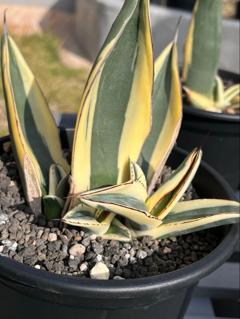 天照太御神　ospグレートホワイトシャーク2鉢