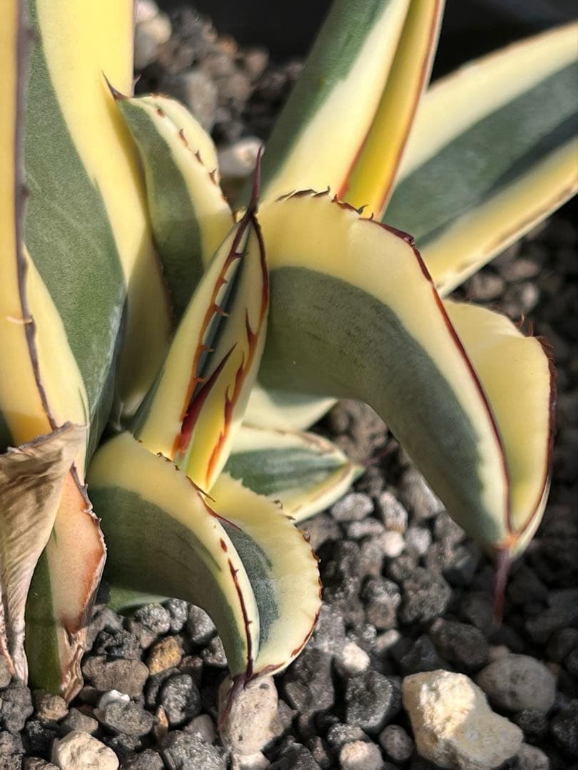 天照太御神　ospグレートホワイトシャーク2鉢