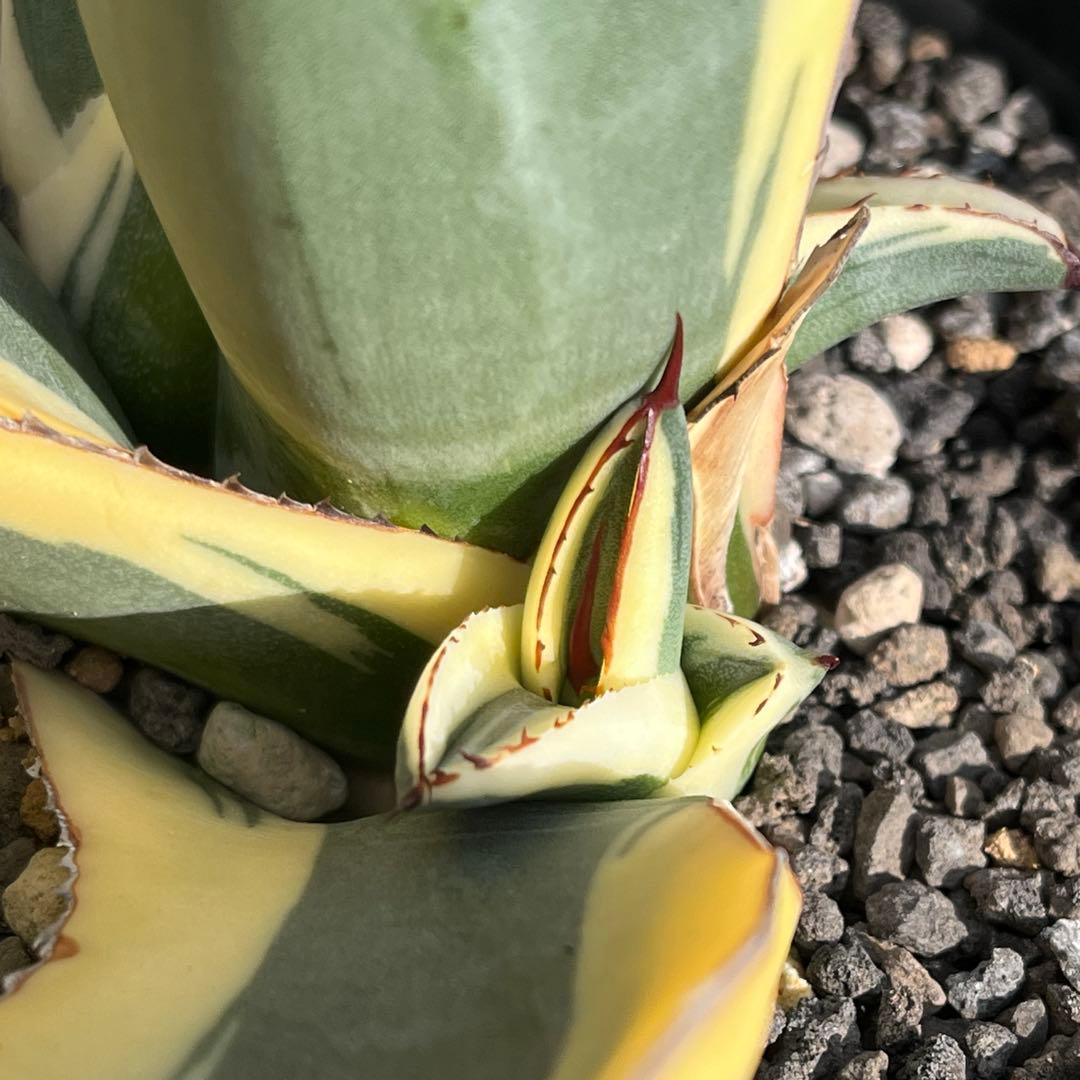 天照太御神　ospグレートホワイトシャーク2鉢