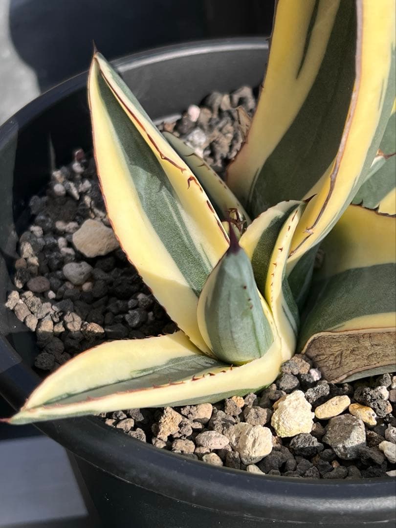 天照太御神　ospグレートホワイトシャーク2鉢