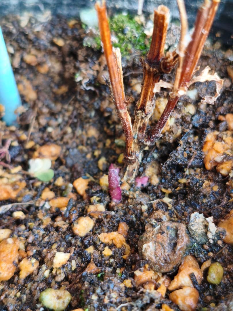 壺型クレマチス【浮舟】3.5寸苗 竹間園芸様育種株 - メルカリ