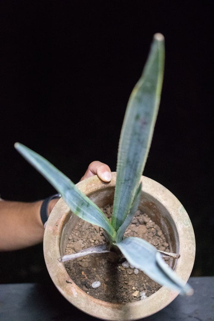 希少 テキーラ 斑入り テキラーナ サンライズ 抜き苗 - メルカリ