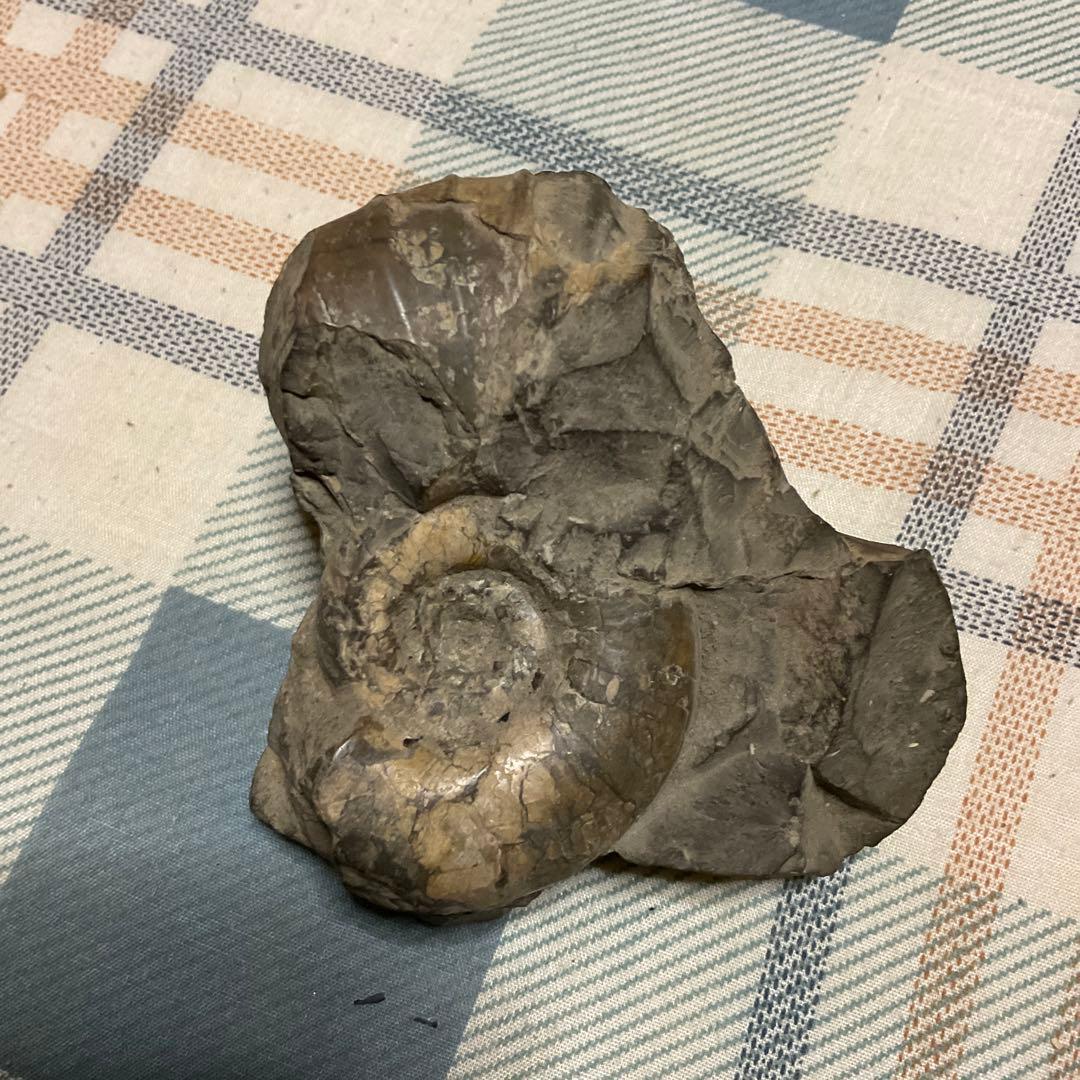 アンモナイトの化石　昭和５３年頃入手。【歴史の研究用に！】