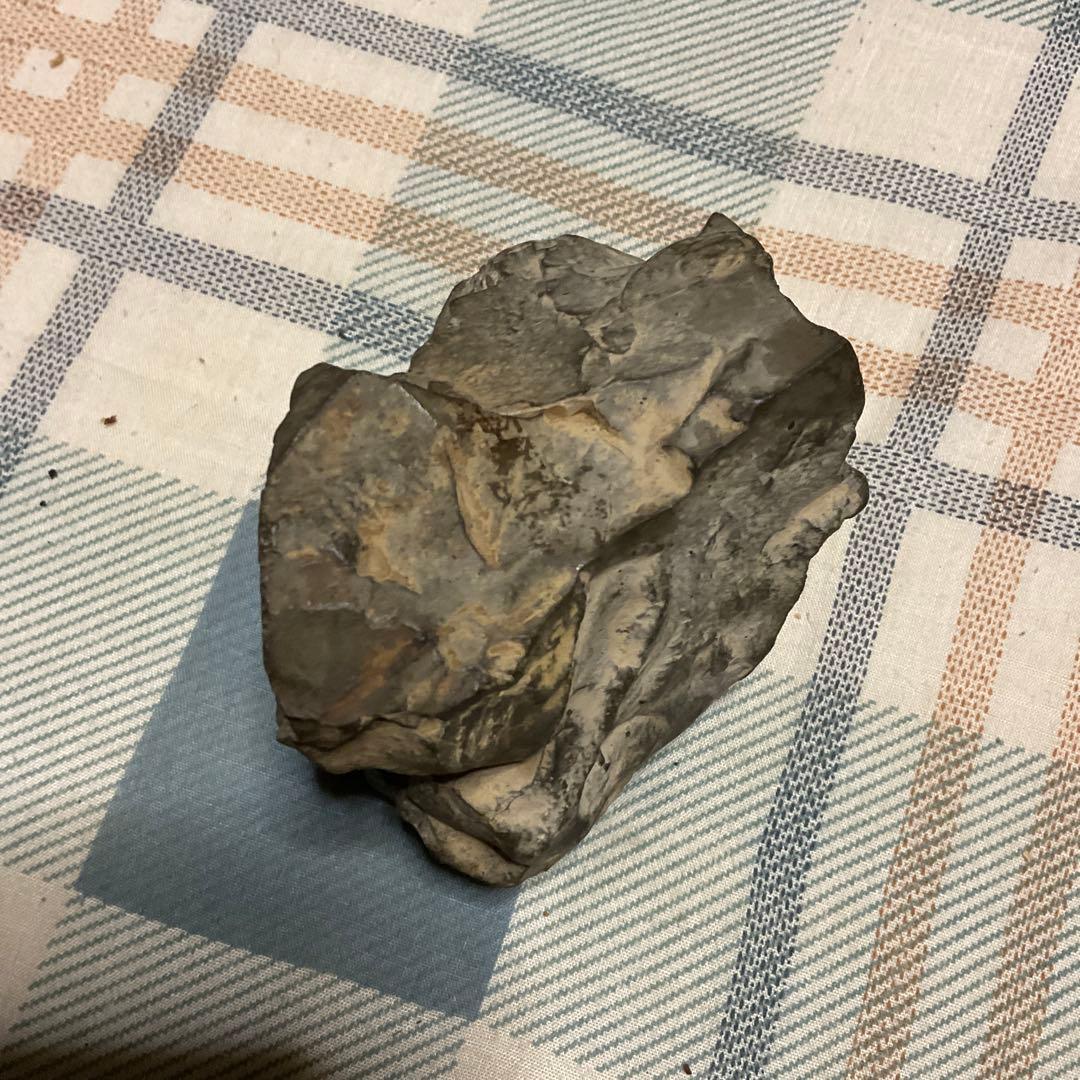 アンモナイトの化石　昭和５３年頃入手。【歴史の研究用に！】