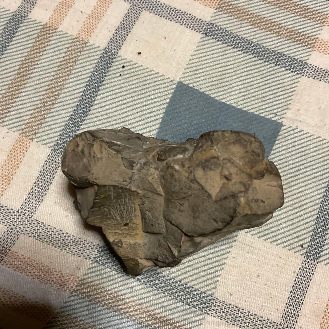 アンモナイトの化石　昭和５３年頃入手。【歴史の研究用に！】