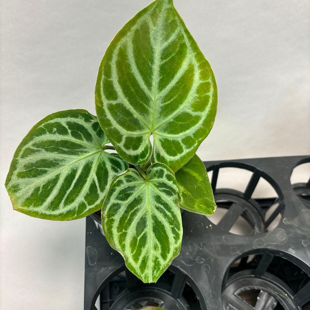 5株セットms66アンスリウム ドラヤキ Anthurium Dorayaki