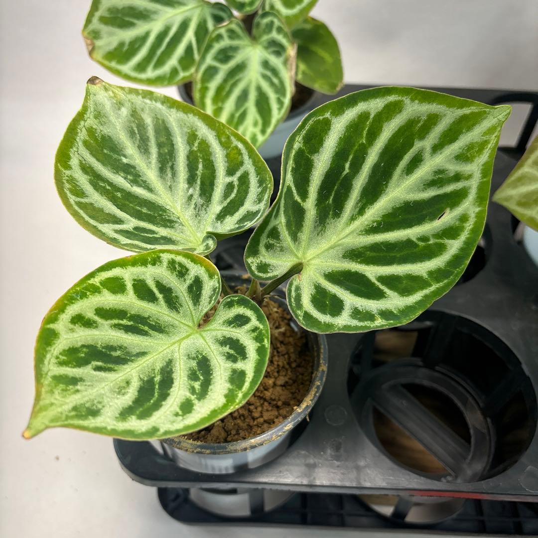 5株セットms66アンスリウム ドラヤキ Anthurium Dorayaki