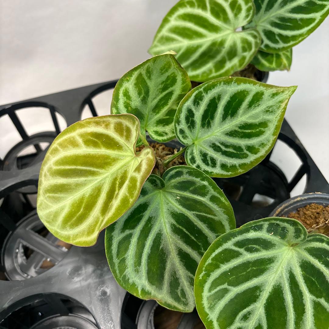 5株セットms66アンスリウム ドラヤキ Anthurium Dorayaki