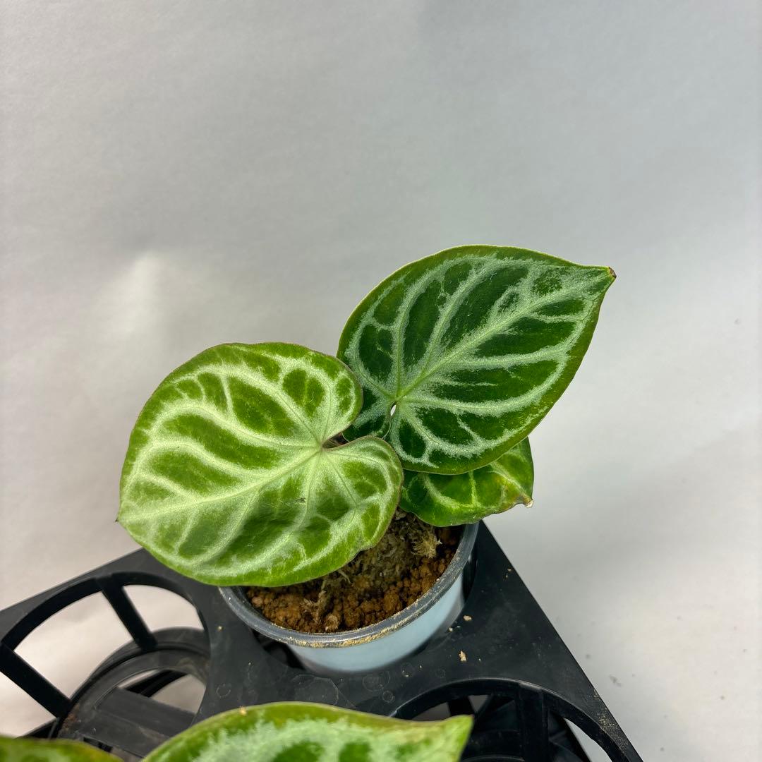 5株セットms66アンスリウム ドラヤキ Anthurium Dorayaki