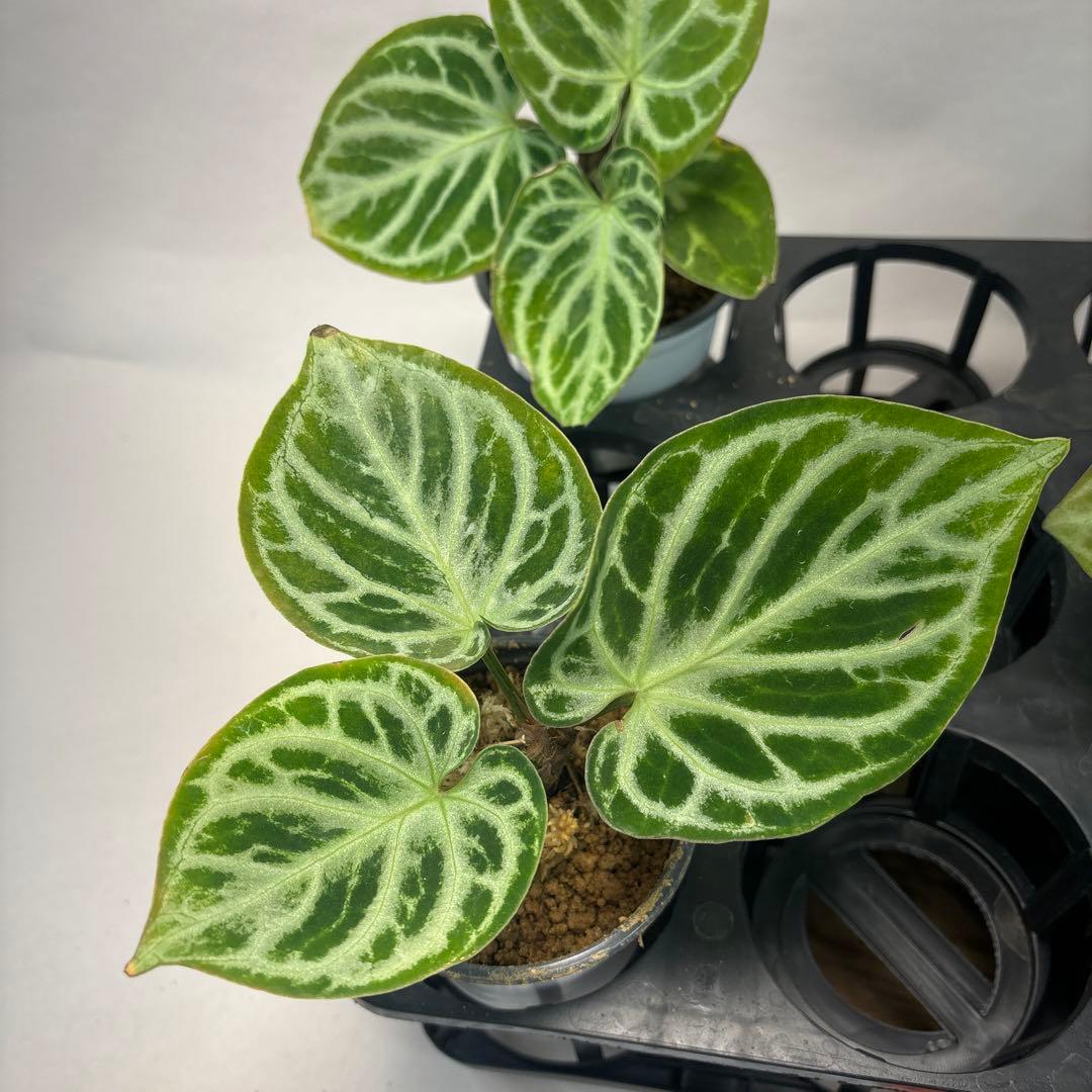 5株セットms66アンスリウム ドラヤキ Anthurium Dorayaki