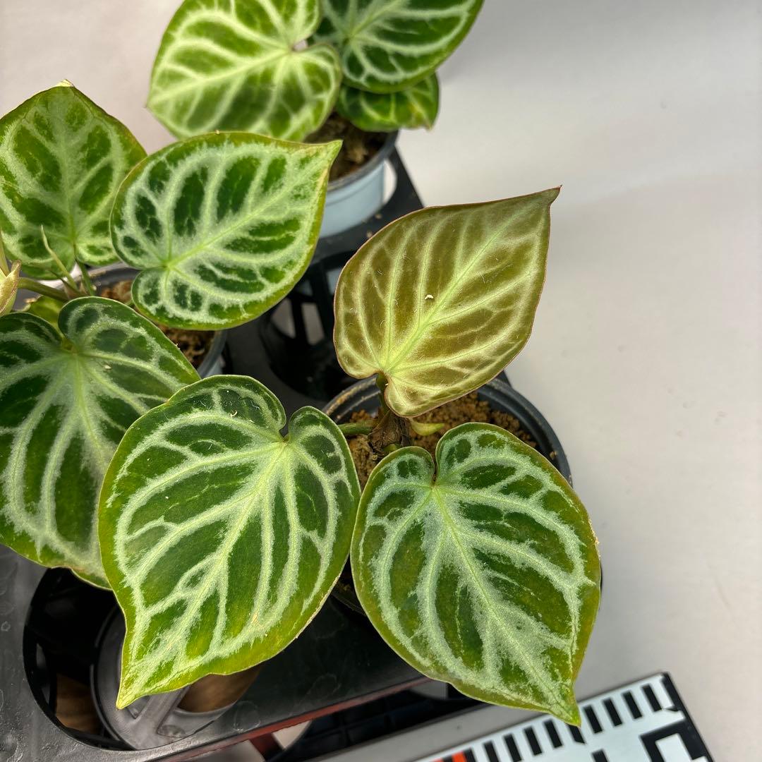 5株セットms66アンスリウム ドラヤキ Anthurium Dorayaki