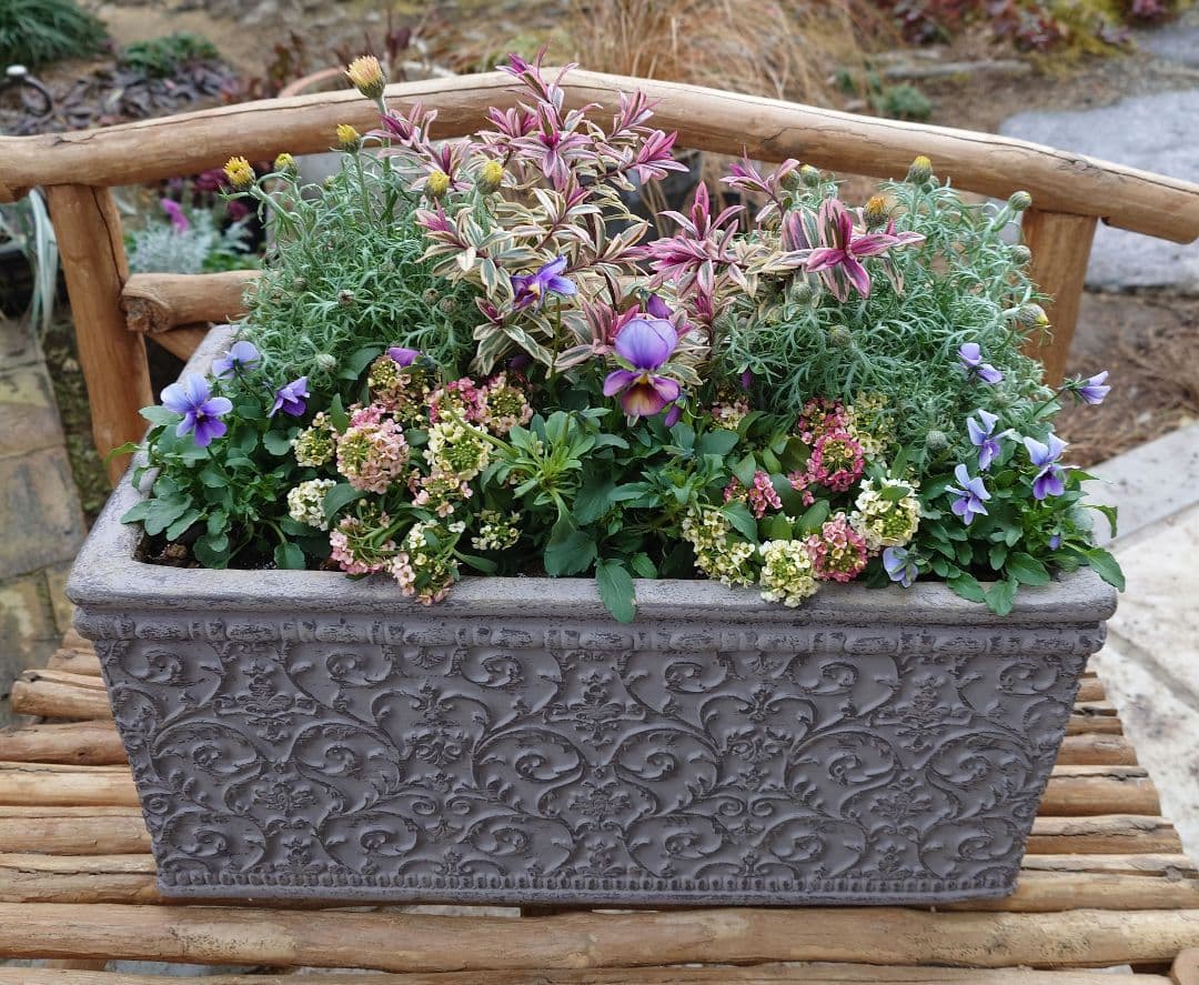 寄せ植え花　パルプンテ 　ブルージャスミン