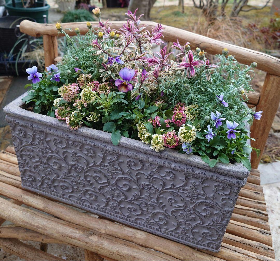 寄せ植え花　パルプンテ 　ブルージャスミン