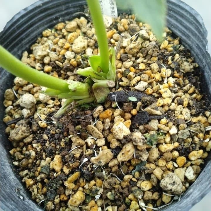 加藤農園。ヘレボルス苗 2本立て。 濃いピンク色の花 。開花株。 No47