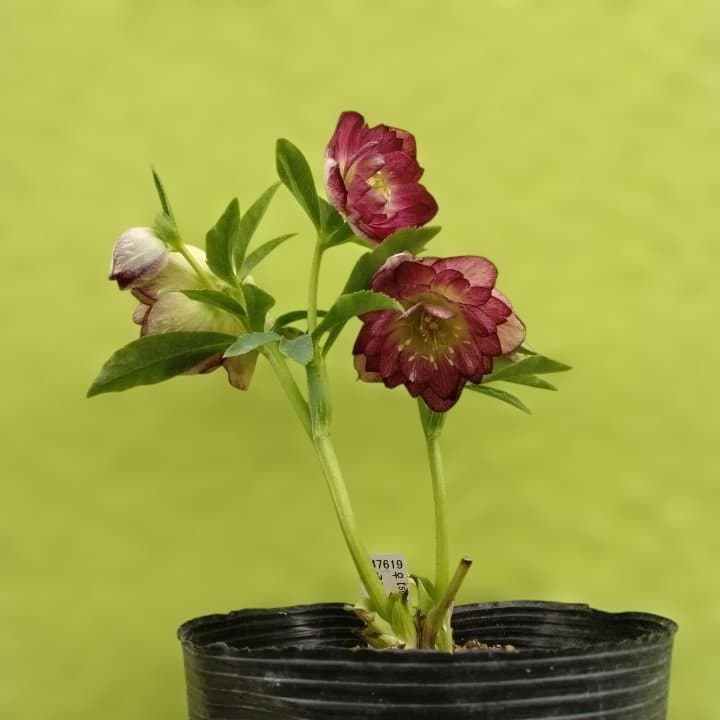 加藤農園。ヘレボルス苗 2本立て。 濃いピンク色の花 。開花株。 No47