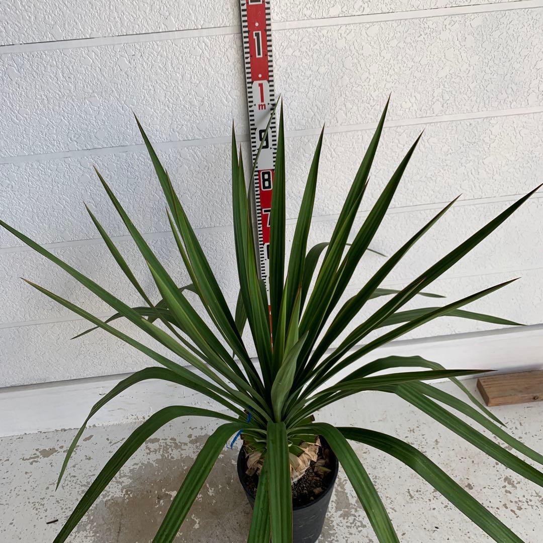 ユッカ レクルビフォリア ペンデュラ ポット 33 - メルカリ