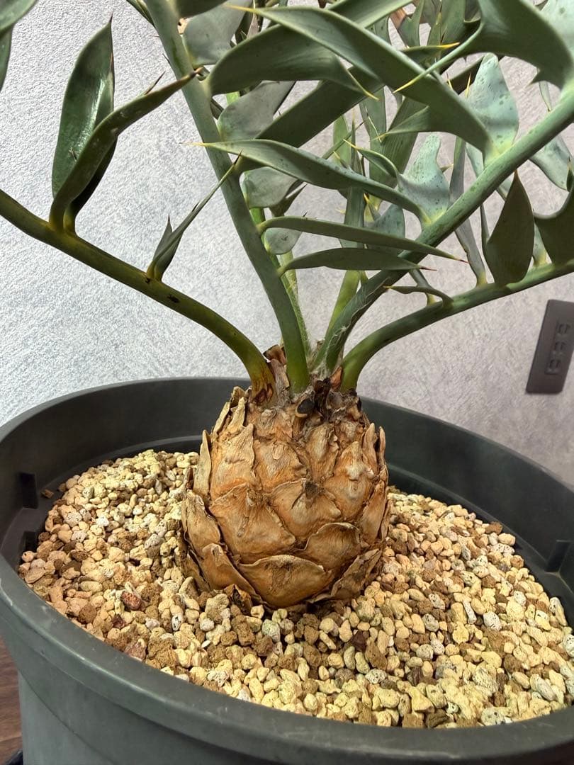 【南ア産】エンセファラルトス ホリダス(2025年12月最新画像あり)