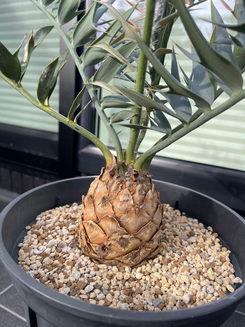 【南ア産】エンセファラルトス ホリダス(2025年12月最新画像あり)