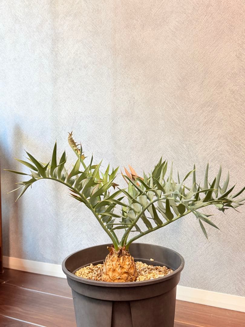 【南ア産】エンセファラルトス ホリダス(2025年12月最新画像あり)