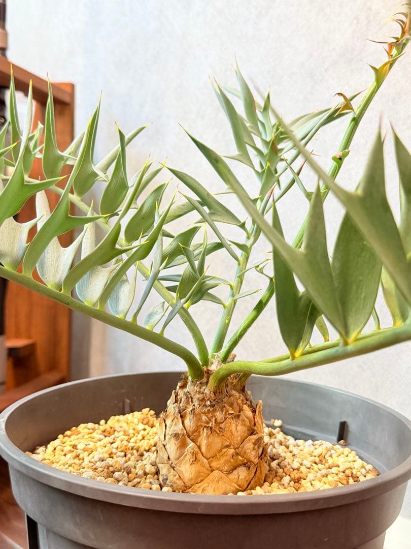 【南ア産】エンセファラルトス ホリダス(2025年12月最新画像あり)