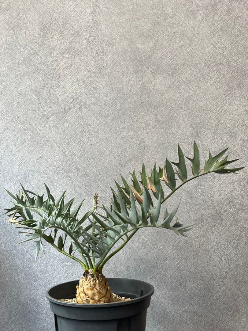 【南ア産】エンセファラルトス ホリダス(2025年12月最新画像あり)