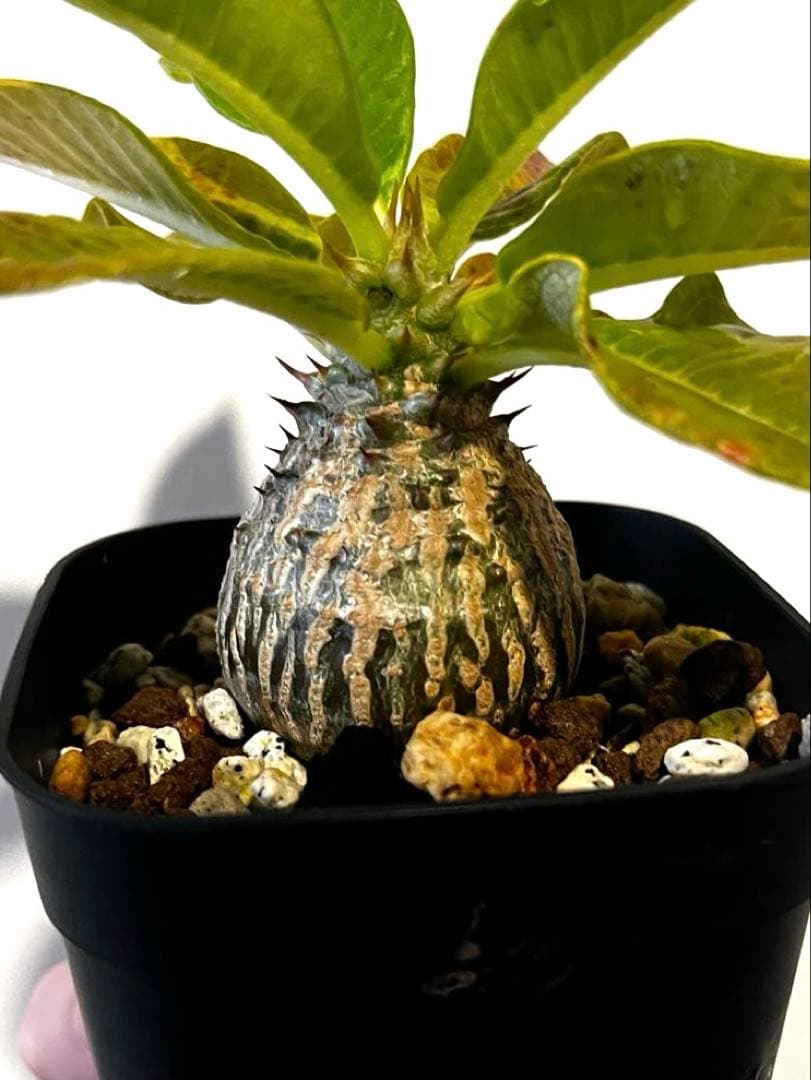 ウィンゾリー 国内実生株