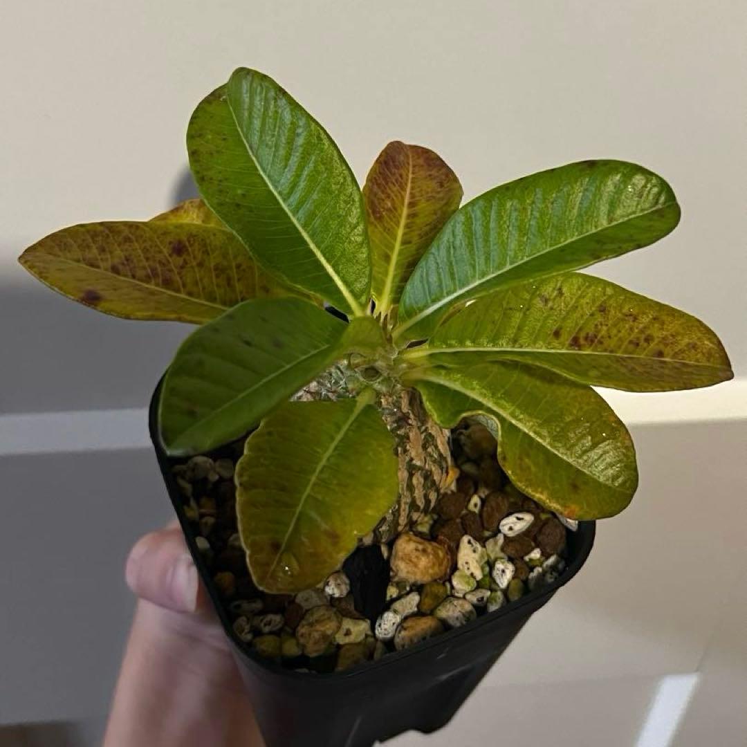 ウィンゾリー 国内実生株